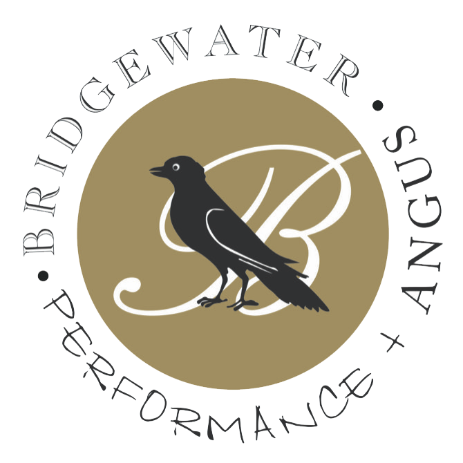 Bridgewater Angus